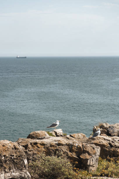 Two seagulls perch on the rocky cliffs, gazing out at the vast expanse of the ocean. A distant ship sails across the horizon, adding a sense of scale and calm to the scene.