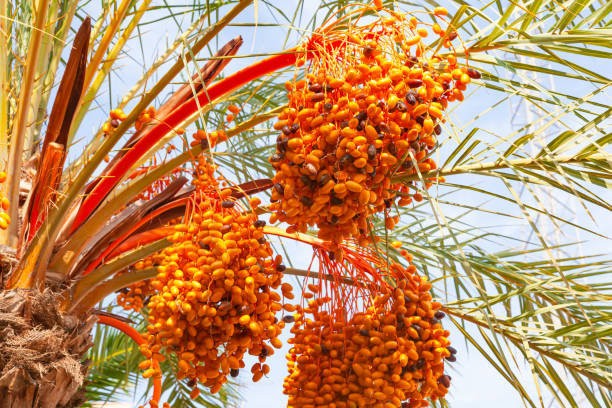istock Date palm with ripening fruits on it. 2174883017