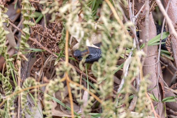 Close-up on a Red-bellied Black Snake (Pseudechis porphyriacus) head, peering from under ground cover, very difficult to spot when walking off the walking tracks, and poisonous. Photo taken in Sydney.