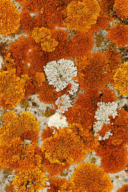 istock Lichens and mosses in various shapes, forms and textures on surface of rocks as natural environment pattern or textured background, top view colorful nature pattern, biological aesthetic 2174884924