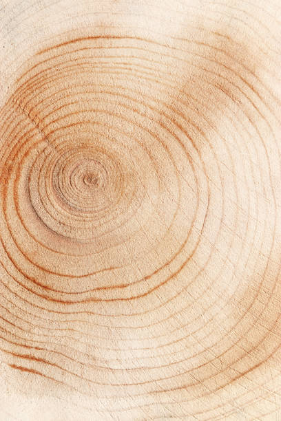 istock Slice of wood timber with juniper tree rings, natural geometric pattern, abstract nature background. Natural wooden organic textures and shapes, monochrome brown beige gradient, vertical format 2174885037
