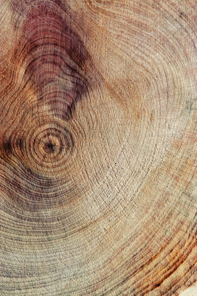 istock Slice of wood timber with juniper tree rings, natural geometric pattern, abstract nature background. Natural wooden organic textures and shapes, monochrome brown beige gradient, vertical format 2174885160