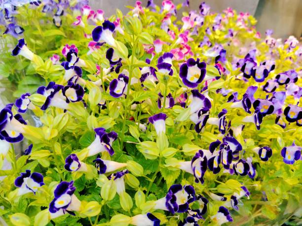 Torenia fournieri