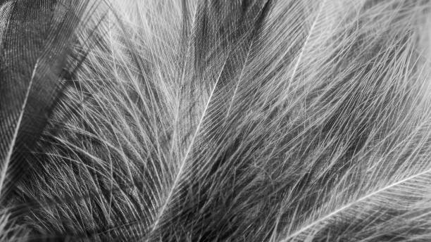 istock white and black feathers with visible details 2174893625