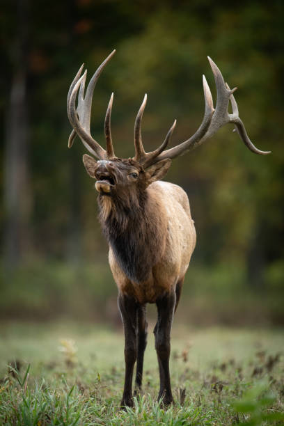 istock Bull Elk During the Rut Season 2174897019