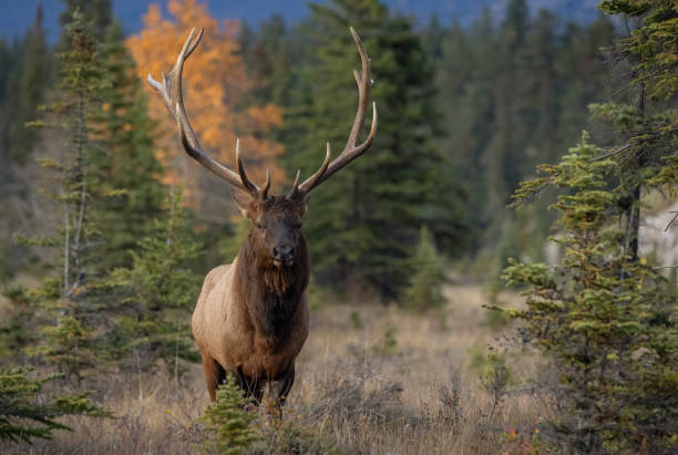 istock Bull Elk During the Rut Season 2174897038