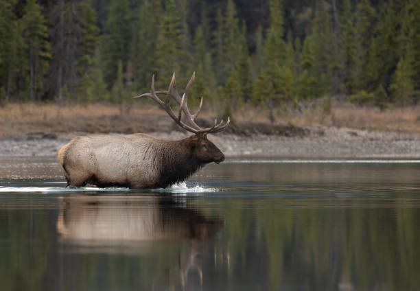 A bull elk during the rut.