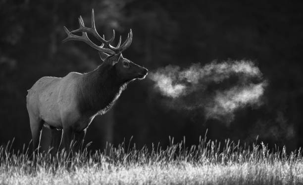istock Bull Elk During the Rut Season 2174897317