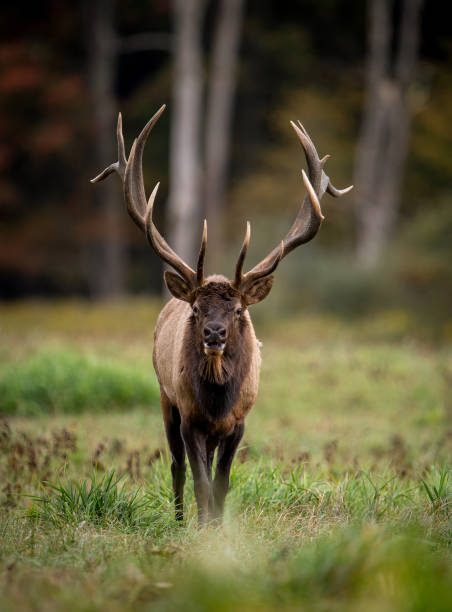 istock Bull Elk During the Rut Season 2174897525