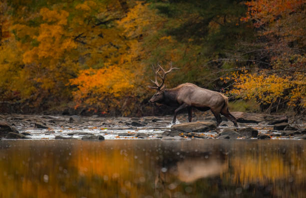 istock Bull Elk During the Rut Season 2174897927