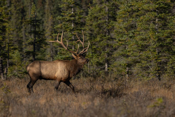 istock Bull Elk During the Rut Season 2174897930