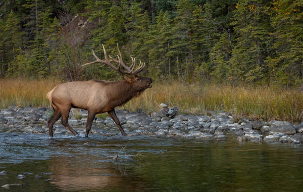 istock Bull Elk During the Rut Season 2174898198