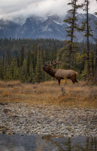 istock Bull Elk During the Rut Season 2174898434