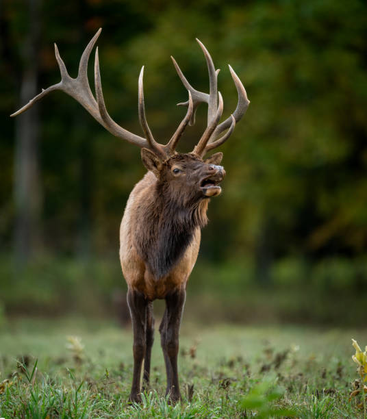 istock Bull Elk During the Rut Season 2174898505