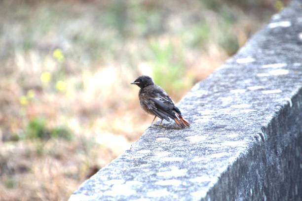 istock Black Redstart - Phoenicurus ochruros 2174899679
