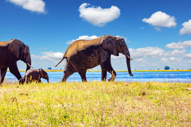 istock Botswana. Wild animals in Africa 2174902746