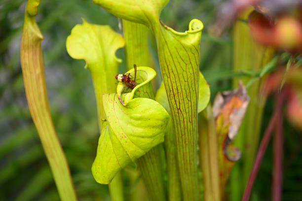 Pitcher carnivorous plant capturing wasp insects to digest, Vespa orientalis