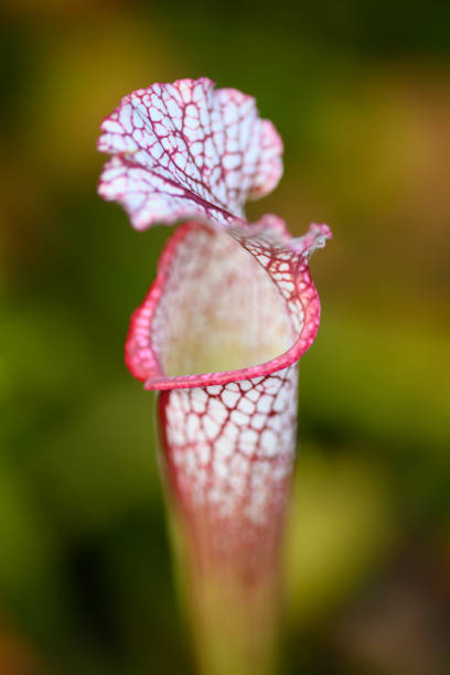 istock Pitcher carnivorous plant capturing wasp insects 2174902768