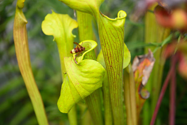 Pitcher carnivorous plant capturing wasp insects to digest, Vespa orientalis