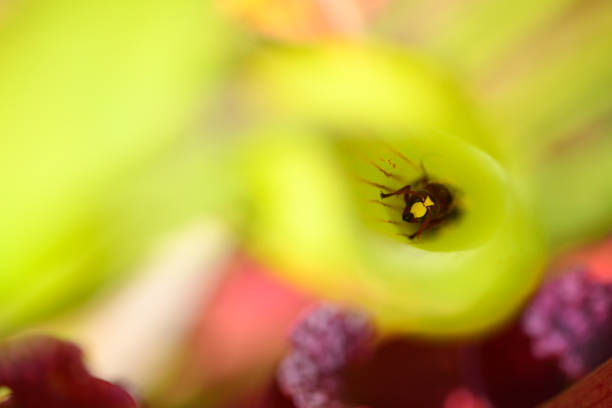 Pitcher carnivorous plant capturing wasp insects to digest, Vespa orientalis