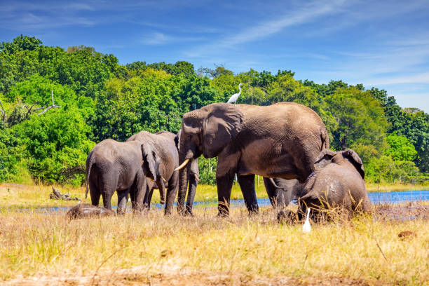 istock The animals go to water 2174902802