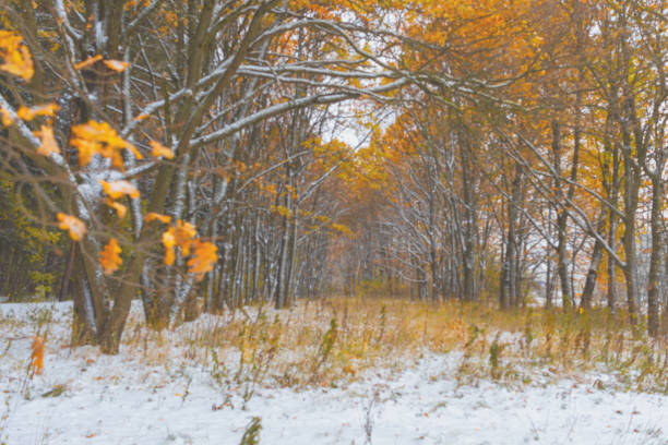 First snow in fall forest. Interseason. Blurred background, background. Fog, haze, backlighting.