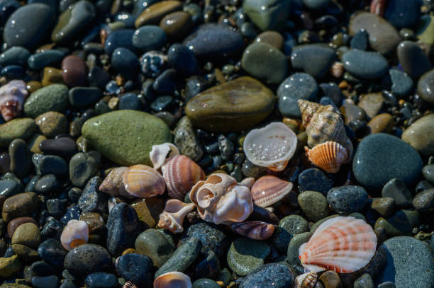 istock Close up view of a seashell on the beach 2174904952