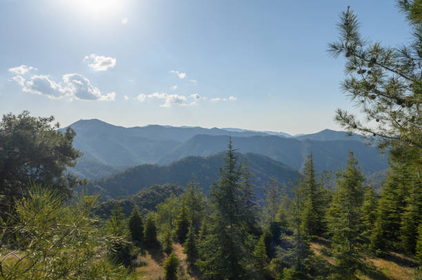 istock View of the fields, forest and mountains through the branches of a coniferous tree 2174904979