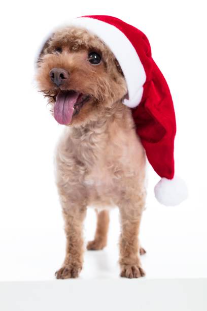 istock A dog wearing a Santa hat 2174906276