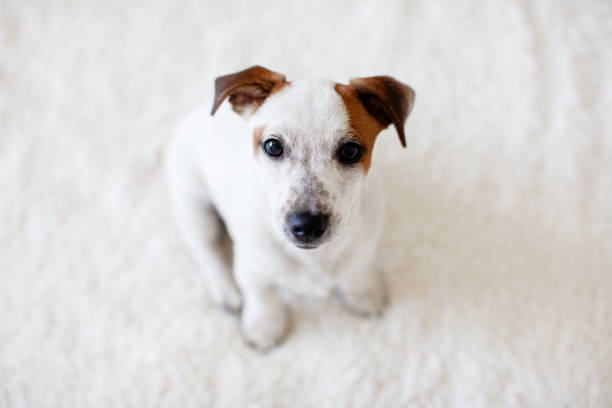 istock Puppy Dog Sitting in Pet Bed 2174907336