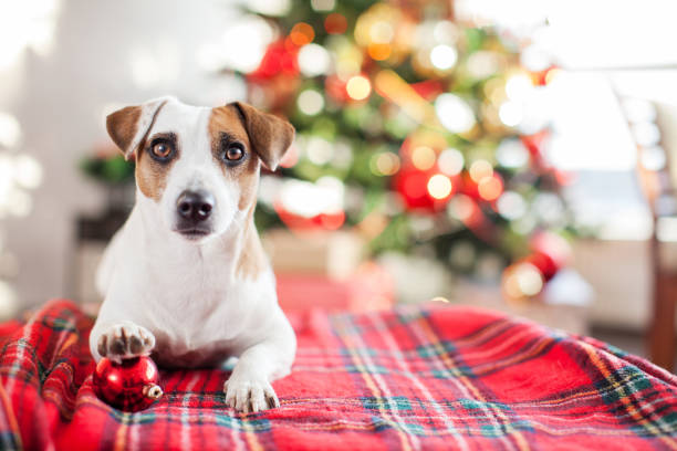 istock Dog near christmas tree 2174907344