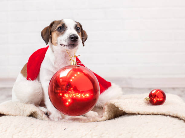 istock Dog in christmas decoration 2174907390