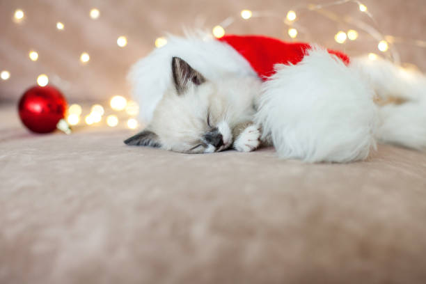 istock Kitten sleep in christmas hat 2174907394