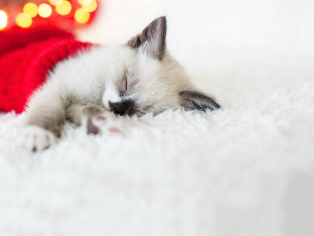 istock Kitten sleep in christmas hat 2174907403