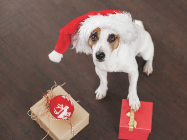 istock Dog near christmas tree 2174907421