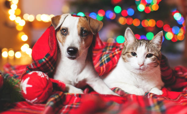 istock Cat and dog under a christmas tree 2174907423