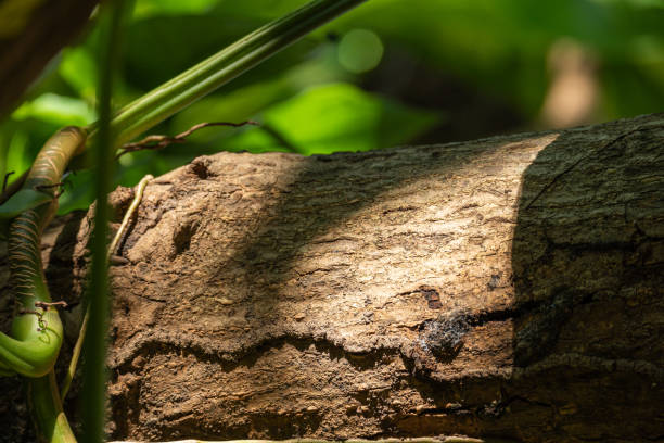istock Bark climber and insect track 2174907851