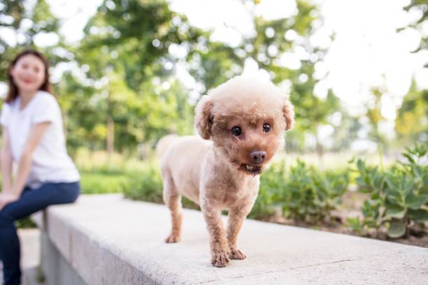 A woman is sitting on a bench with her poodle dog