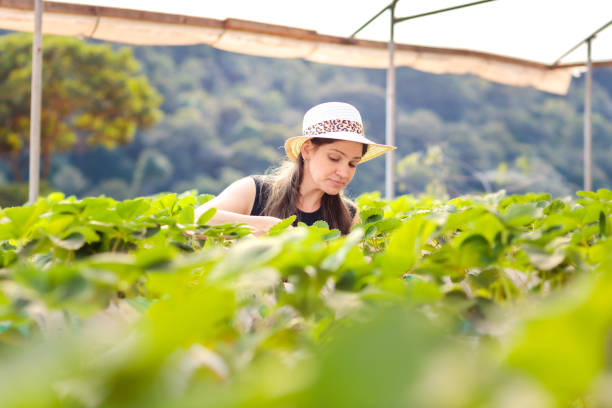 A Brazilian rural producer is in a greenhouse, working on strawberry cultivation. Surrounding her are many green leaves from the seedlings, highlighting the success and growth of her production