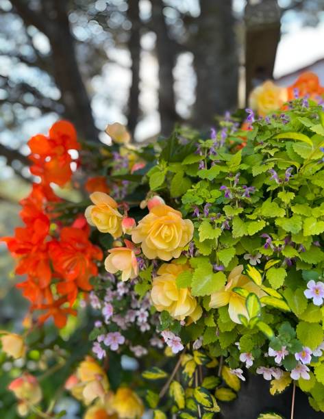 istock Hanging Flower Basket in Oregon 2174908232