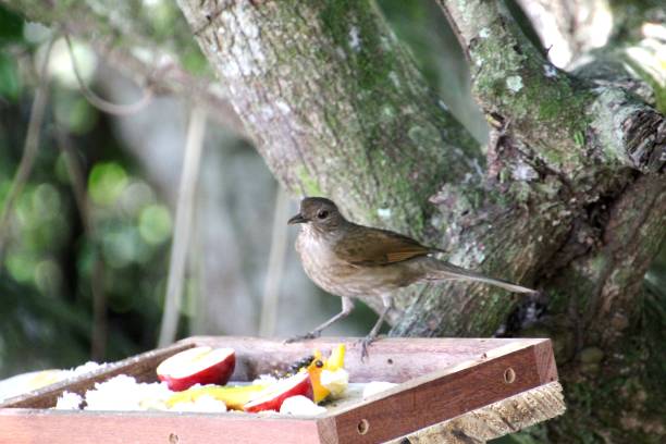 istock ravine thrush bird - Turdus leucomelas 2174910709