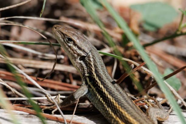 istock Close-up of long-tailed lizard, psammodromus algirus 2174910803
