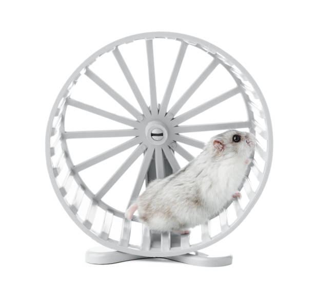 istock A playful hamster exercises energetically in a white wheel on a white background 2174911662