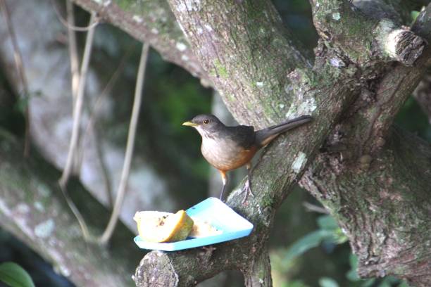 istock orange thrush bird - Turdus rufiventris 2174912534