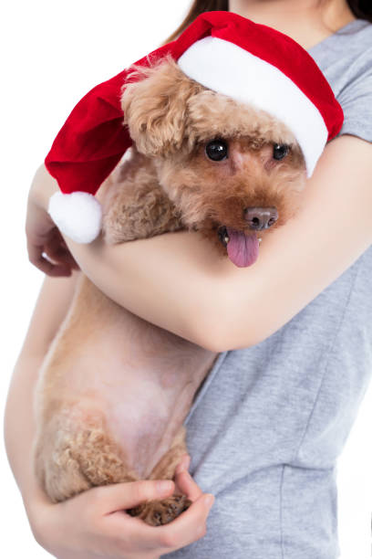 Front full view of a Jack Russell Terrier in a Santa Hat sitting by a polkadotted gift box; copy space