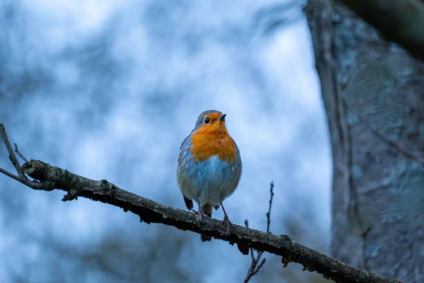 istock A charming European robin perched on a branch during winter 2174916376