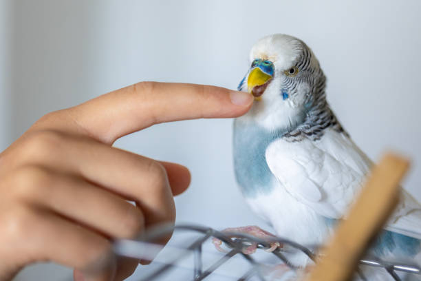 istock Blue and white budgerigar. Pets concept and domestic birds. 2174919015