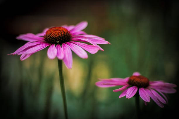 istock Two pink coneflowers blooming in a summer garden 2174919646