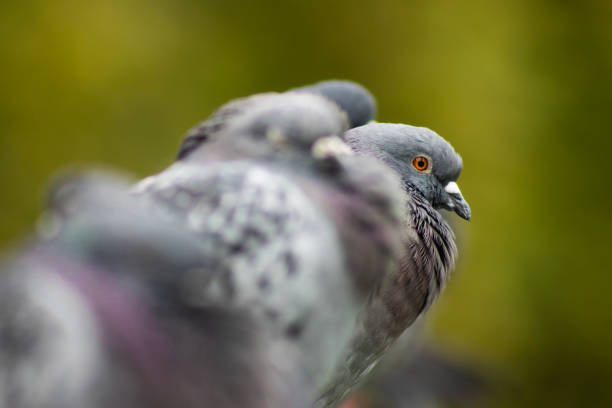 A line of pigeons sits on a fence. Only one is in focus looking at the camera.