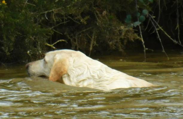 Golden retriever swimming in a pond